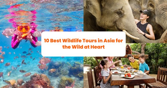 10 Best Wildlife Tours in Asia for the Wild at Heart - Klook Travel Blog