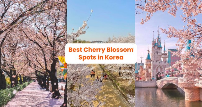 Korea Cherry Blossom Forecast & Spots This 2024 - Klook Travel Blog