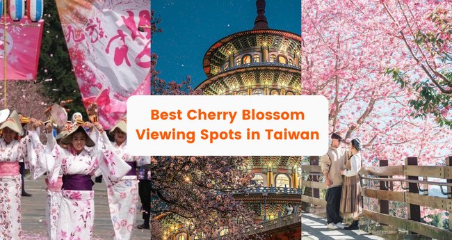 Taiwan's Cherry Blossom Best Places Around Taiwan