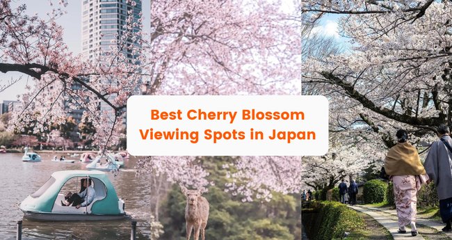 Japan Cherry Blossom Forecast 2024: Best Places and When to See Sakura ...