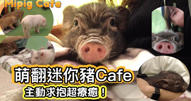 Mipig Cafe（迷你豬咖啡館）