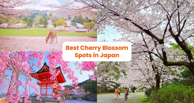 Buy Victoria's Secret Pretty Blossom Pink Cherry Confetti