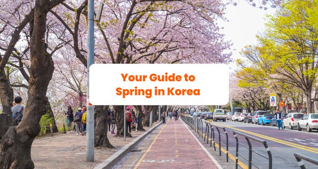 Your Guide to Korea’s Spring Season 2024 Festivals Weather Food and More Klook