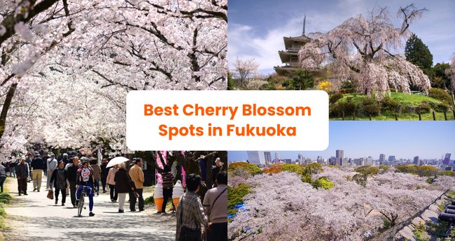 Fukuoka Cherry Blossom Forecast Best Spots This 2024 Klook Travel Blog   W3v1ki2ywjzppxwhtseh 