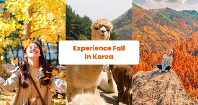 Experience Fall in Korea at These Scenic Spots - Klook Travel Blog