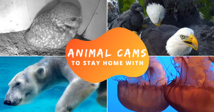 Daily Dose Of Cuteness From These Live Animal Cams - Klook Travel Blog
