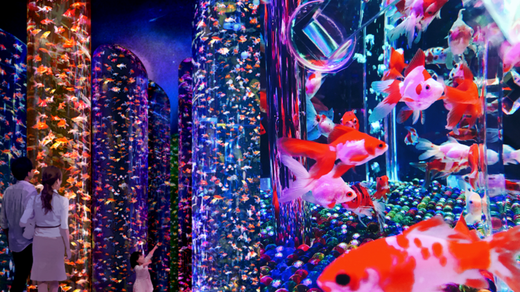 New Art Aquarium With 30,000 Graceful Goldfish Opening In Tokyo In