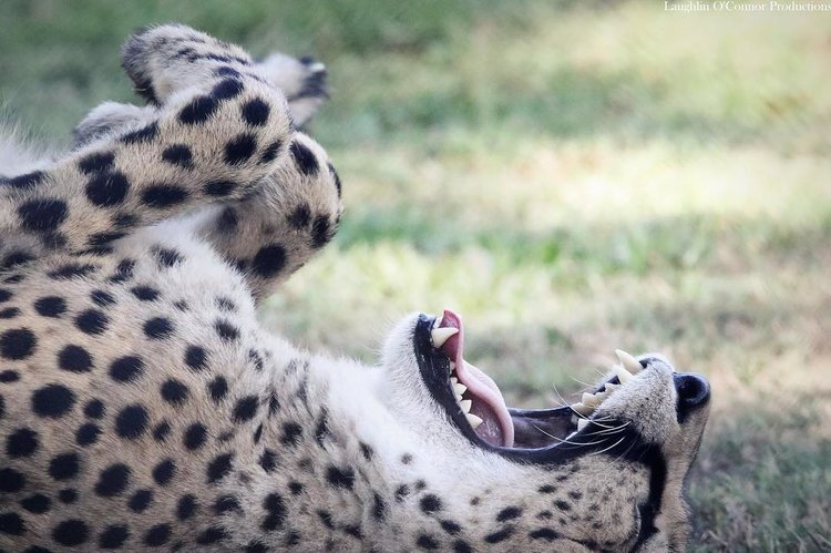 14 Things You Didn't Know You Could Do at Perth Zoo