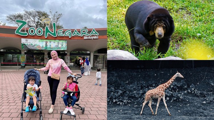 Zoo Negara Malaysia: Opening Hours And Best Time To Visit - Klook Travel  Blog