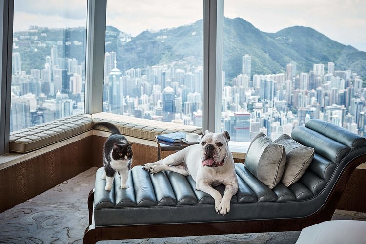 Pet-Friendly Hotels: Travel with your Pets