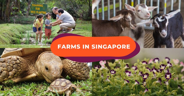 11 Farms To Visit In Singapore Including An Edible Farm, Cute Turtles &  Longkang Fishing - Klook Travel Blog