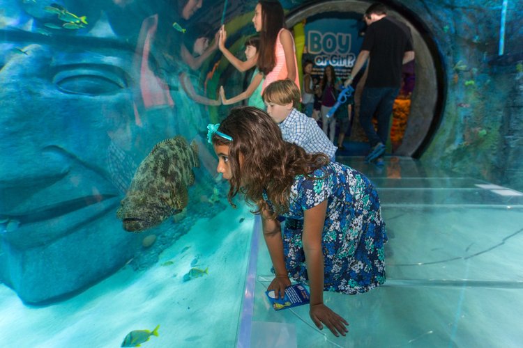 11 Best US Aquariums for Your Next Family Vacation  Mommy Poppins - Things  To Do in Anywhere with Kids
