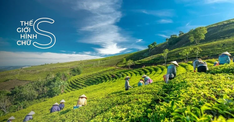 Du lịch Đồi Chè Cầu Đất: Nổi tiếng là một điểm đến du lịch nổi bật tại Đà Lạt, Đồi Chè Cầu Đất sẽ mang đến cho bạn những ngày đầy thư giãn và tràn đầy hạnh phúc. Khám phá vẻ đẹp tuyệt mỹ của rừng trà xanh và thưởng thức những ly trà thơm ngon.