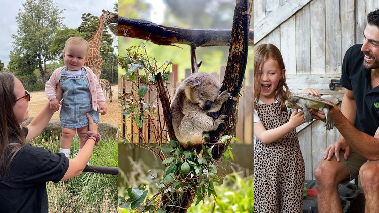 9 Best Places in Melbourne for Fun and Adorable Wildlife Encounters - Klook  Travel Blog