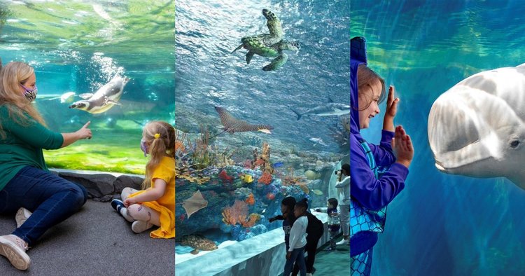 Top Aquariums to Visit