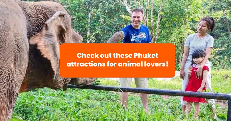 7 Exciting Spots for Animal-Loving Tourists Visiting Phuket - Klook Travel  Blog