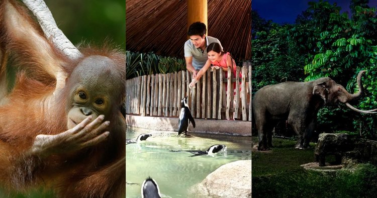 16 Best Places to See Animals in Singapore - Klook Travel Blog
