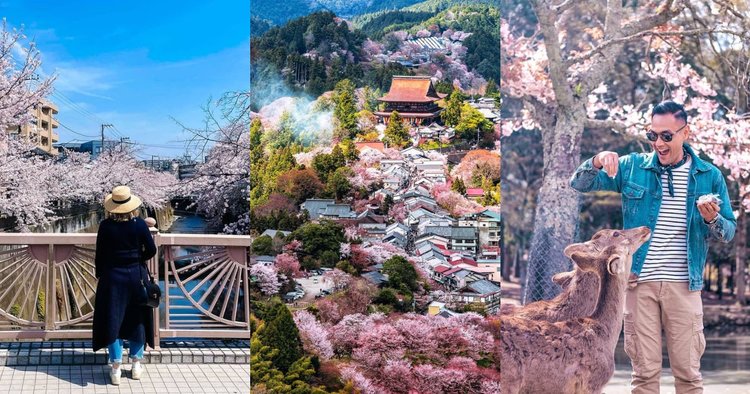 Chasing the Cherry Blossoms  Following Peak Bloom in Japan