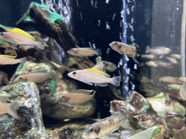 カワスイ 川崎水族館がまるわかり！割引チケット、アクセス、見どころ