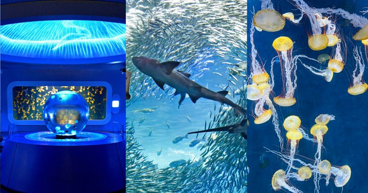 新江ノ島水族館「えのすい」の割引チケット・見どころ・アクセス方法は