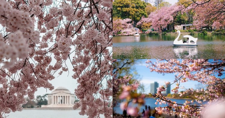 Japan Cherry Blossom Festival 2018: Where and When to Visit