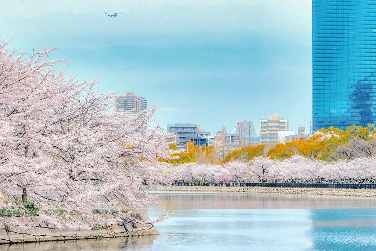 2024最新】大阪のお花見・桜名所15選｜絶景スポット・おすすめ