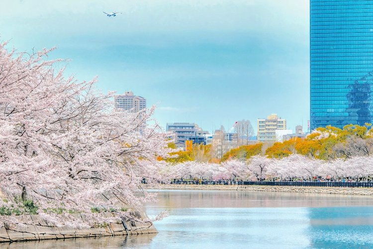 2023最新】大阪のお花見・桜名所15選｜絶景スポット・おすすめ