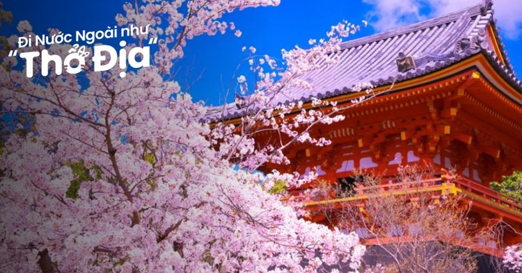Nhật Bản luôn là điểm đến lý tưởng để chiêm ngưỡng những cánh hoa anh đào. Mùa này, hãy lên kế hoạch cho một chuyến du lịch tới quốc đảo này để được tận mắt chiêm ngưỡng vẻ đẹp tuyệt đỉnh của những cánh hoa anh đào lung linh khắp phố phường.