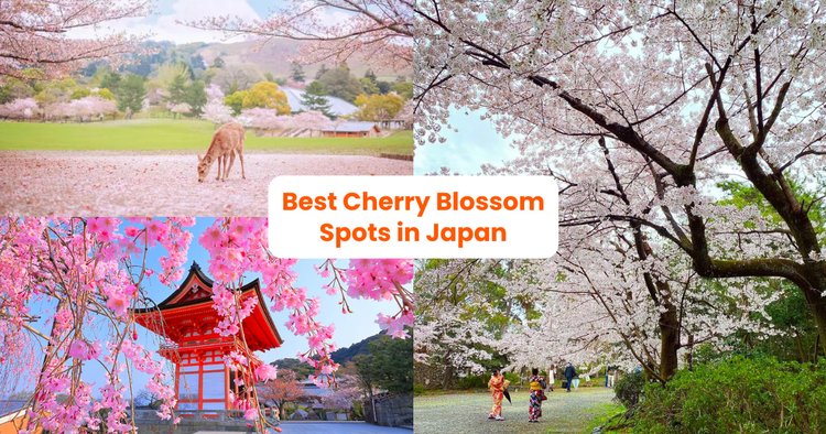 In pictures: Best places to witness cherry blossoms in Japan