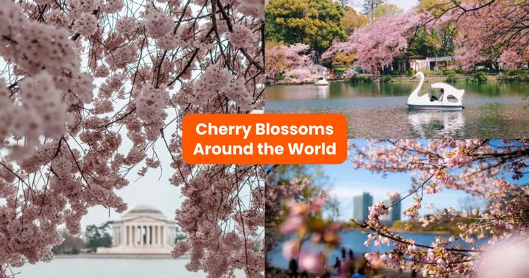10 Places To View Cherry Blossoms Around The World - Klook Travel Blog