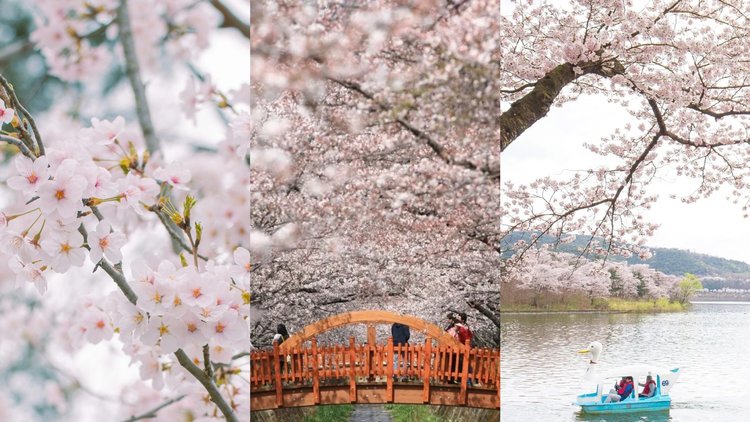 Cherry Blossoms and Beyond: The Definitive Guide to South Korea's Seasonal Wonders - Planning Your Trip to South Korea