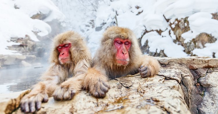 Where To See Snow Monkeys In Japan - Jigokudani Monkey Park - Klook Travel  Blog