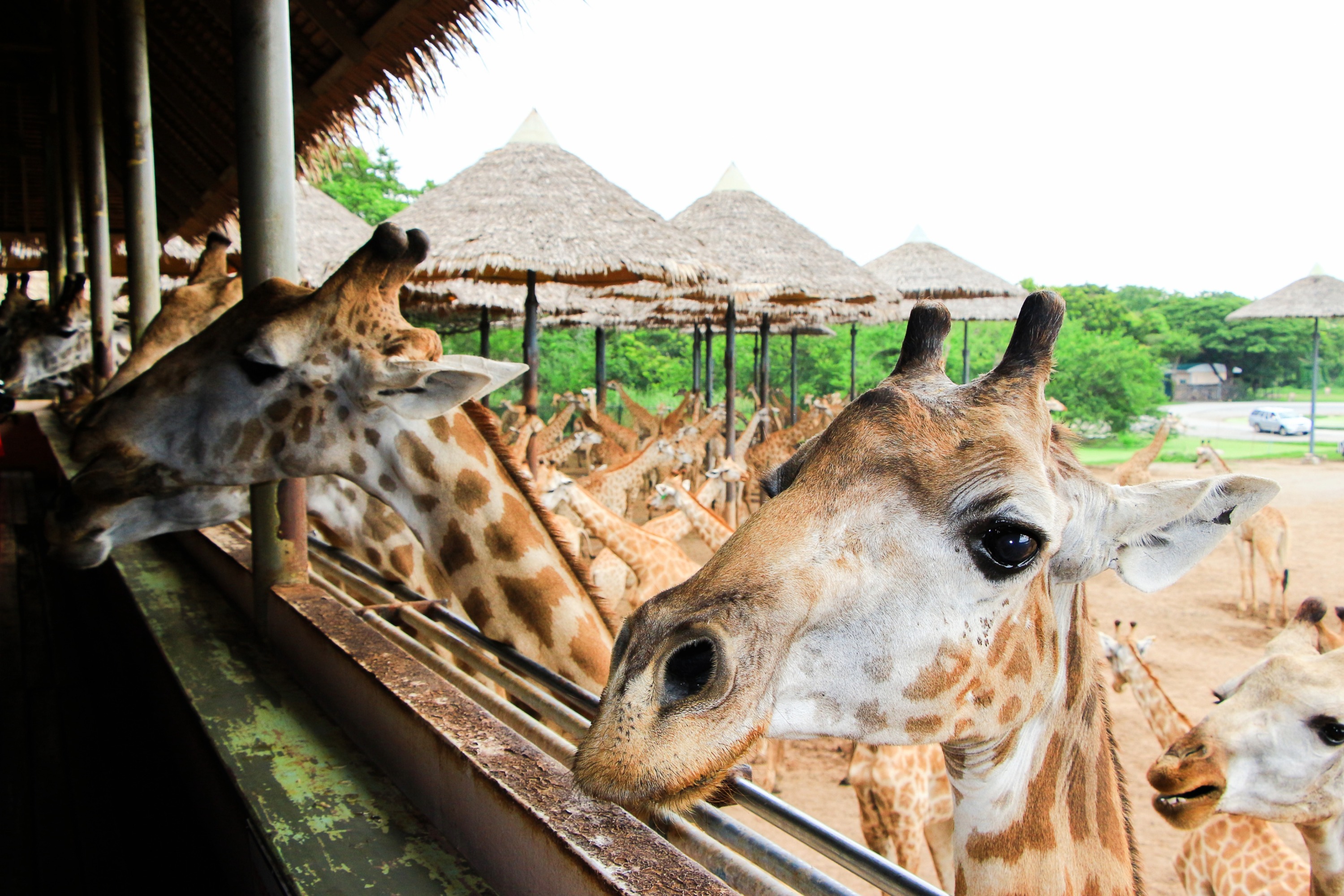 An engaging, close-up photo taken from the elevated feeding terrace at Bangkok Safari World. In the right foreground, a curious giraffe's head is in sharp focus, its large, dark eyes with long lashes gazing directly at the camera from behind a safety railing. To the left and filling the background, a massive herd of dozens of other giraffes populates the enclosure below, their heads and necks creating a sea of spotted patterns.
