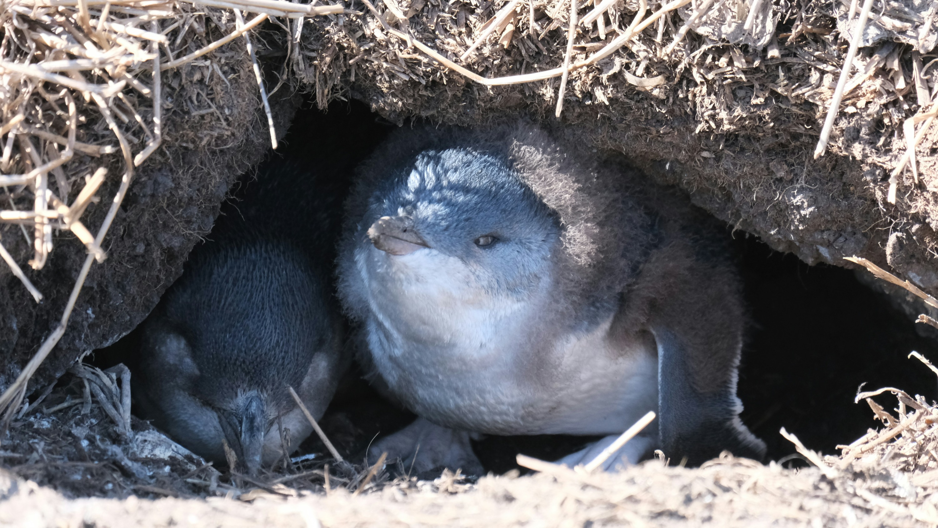 A close-up, eye-level shot of two fluffy Little Penguin chicks resting inside a snug earthen burrow at Phillip Island. The chick in the foreground is looking directly at the camera with a sleepy expression, its body covered in soft, dark grey down feathers and a white chest. 