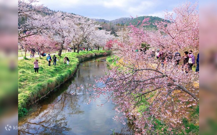 【橋本シャーン】Makuhari Gardenwalk Sakura Limited] Mt. Fuji Cherry Blossom Viewing Day Tour