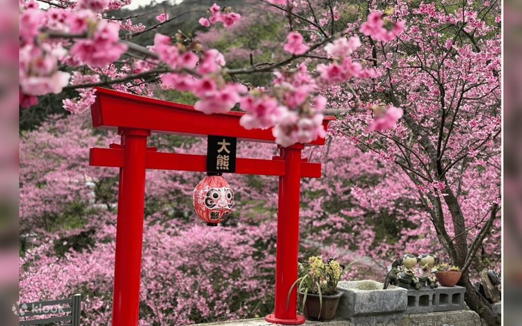 Sanxia Great Bear Cherry Blossom Forest/Sanxia Zushi Temple/Sanxia