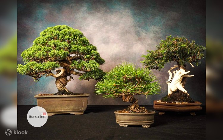 Bonsai Workshop - Klook Deutschland