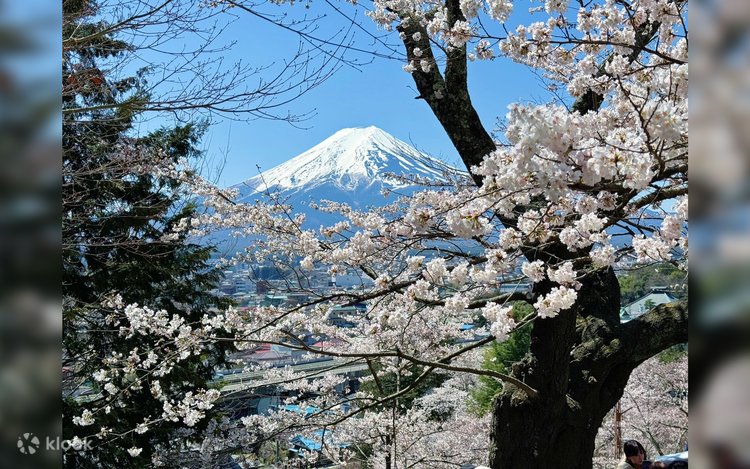 Sakura Limited] Mt. Fuji Cherry Blossom Viewing Day Tour