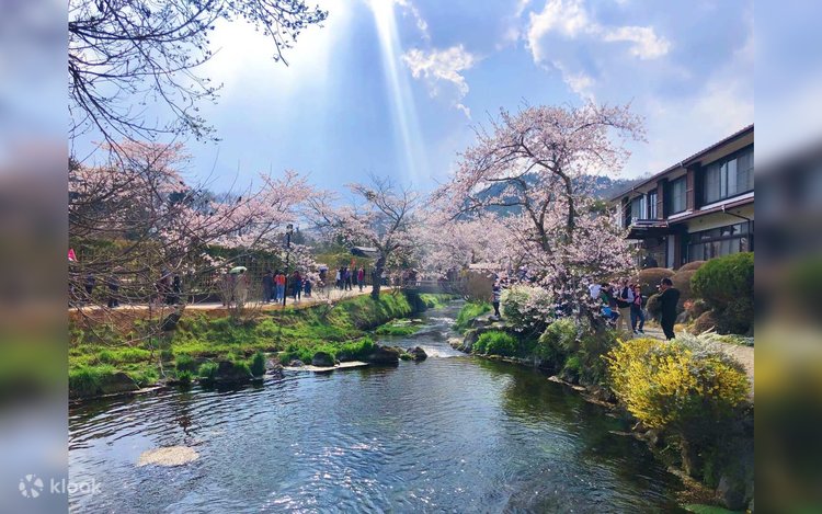 Sakura Limited] Mt. Fuji Cherry Blossom Viewing Day Tour