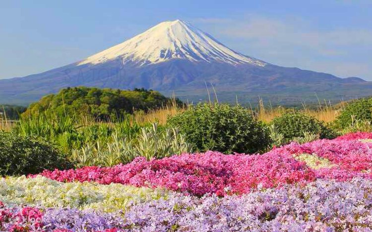 Tour Núi Phú Sĩ - Công viên Oishi x Làng cổ Oshino Hakkai x Phố cổ Koedo  Kawagoe x Vườn trái cây Yamanashi (khởi hành từ Shinjuku) - Klook Việt Nam