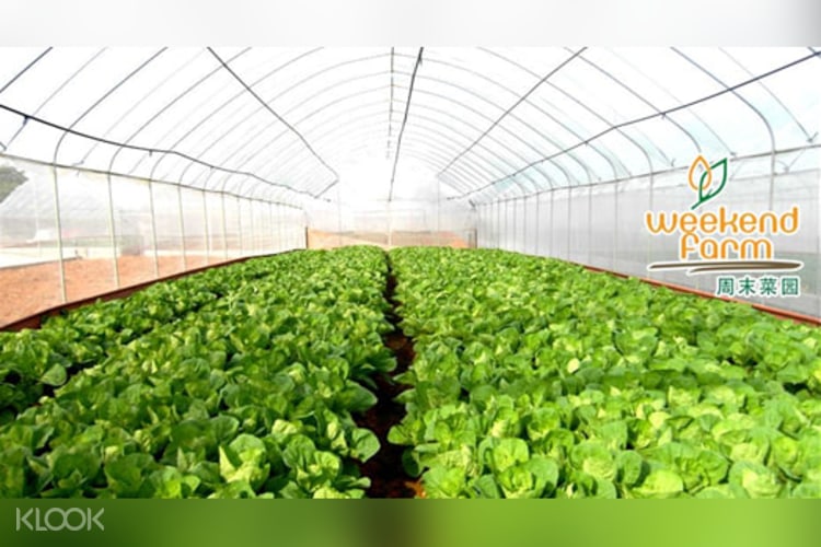 Organic Farm Jurong Frog Farm Shopping Tour Klook Malaysia