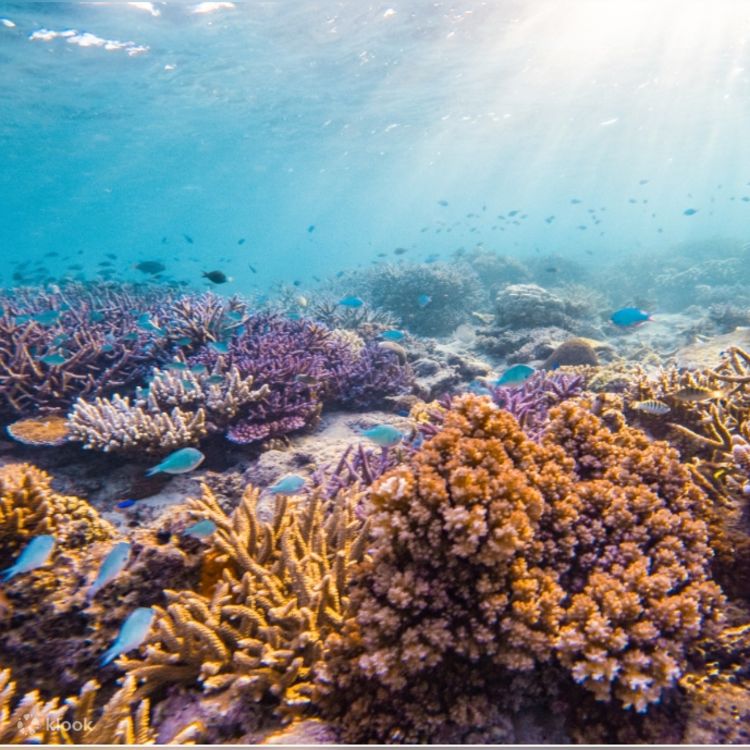 海の画廊「珊瑚海の午後」 海の画廊「珊瑚海の午後」