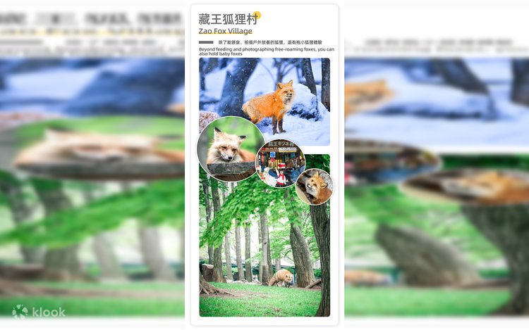 Ginzan Onsen & Zao Snow Monsters & Zao Fox Village 2-Day Tour