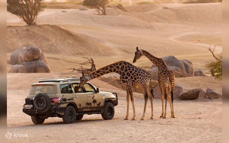 Safari Tour