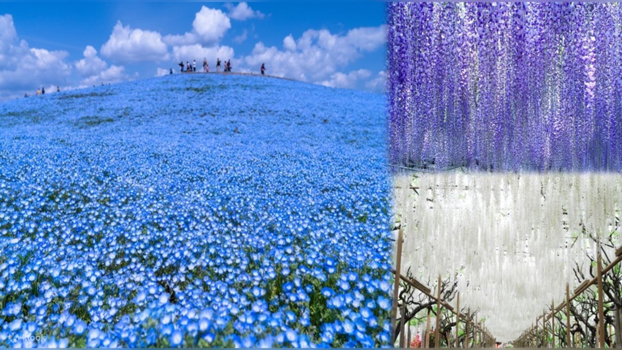 Hitachi National Seaside Park