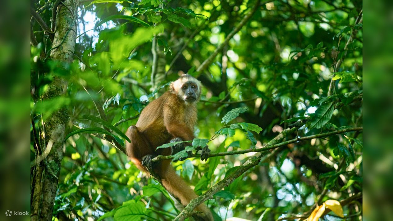 explore-the-tambopata-rainforest-4-days-peru-tour-klook