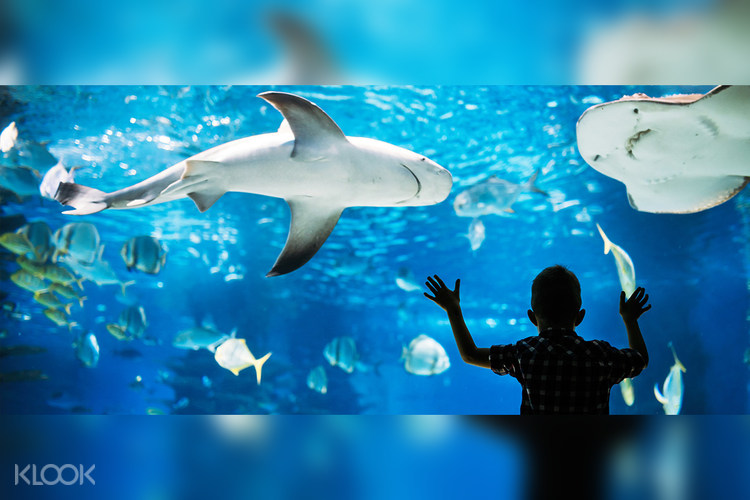 Adventure Aquarium Admission Ticket In Philadelphia