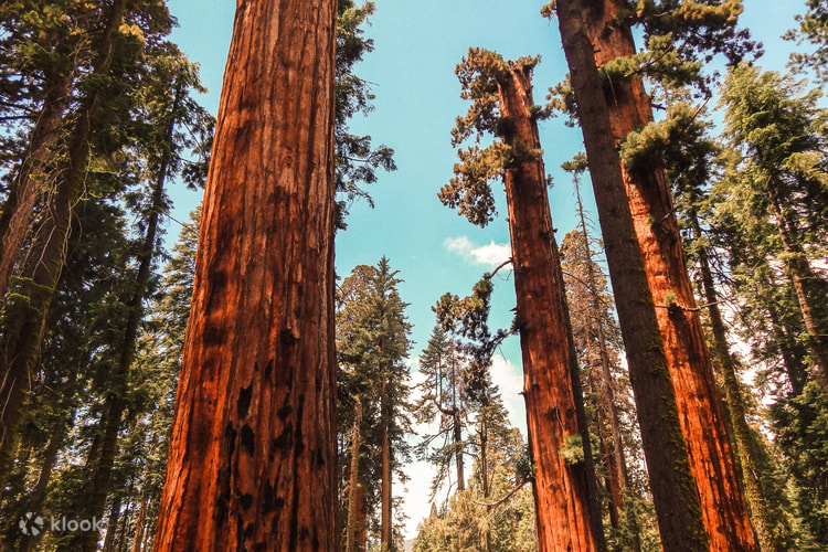 Best Of Yosemite Tour Giant Sequoias And Glacier Point Join In Day Tour From El Portal Klook