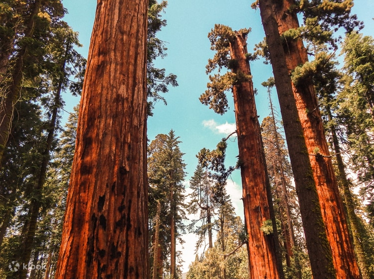 Best Of Yosemite Tour Giant Sequoias And Glacier Point Join In Day Tour From El Portal Klook United Kingdom