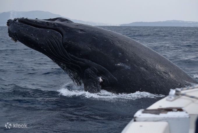 Okinawa Whale Watching Tour By Sesoko Beach Marine Club Motobu Departure Klook 0130